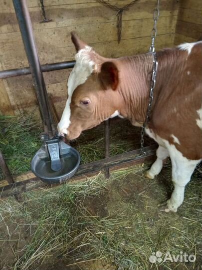 Телочка айширская