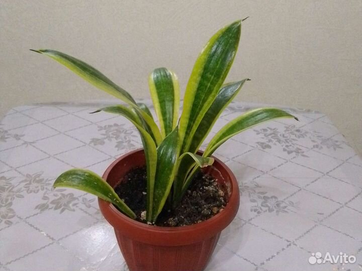 Сансевиерия сортовая
