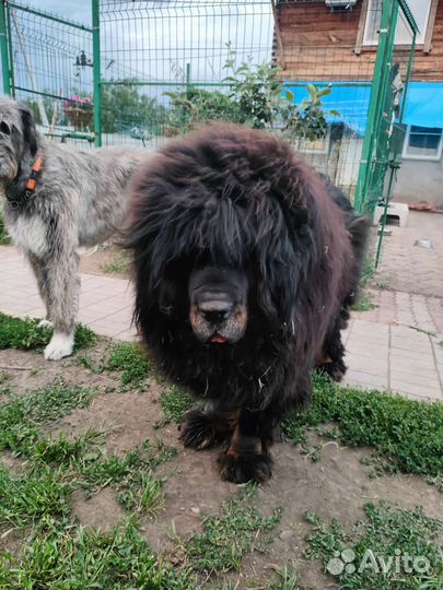 Шерсть тибетских мастифов