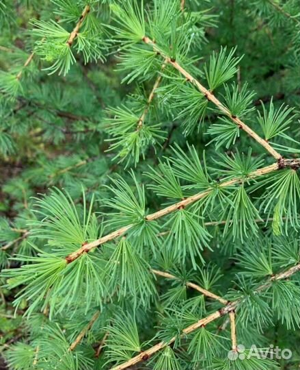 Цветы Многолетние, Садовые и Хвойные (Листвиница)