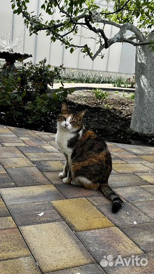 Тротуарная плитка # Визуализация бесплатно