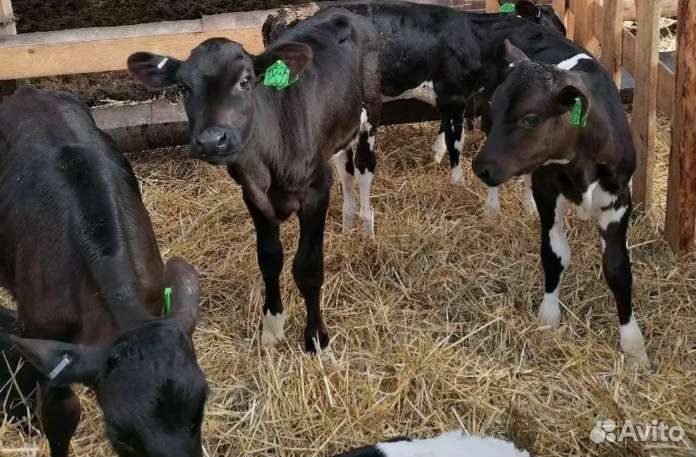 Бычки в наличии от 1 месяца