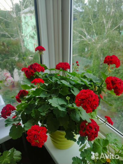 Пеларгония герань