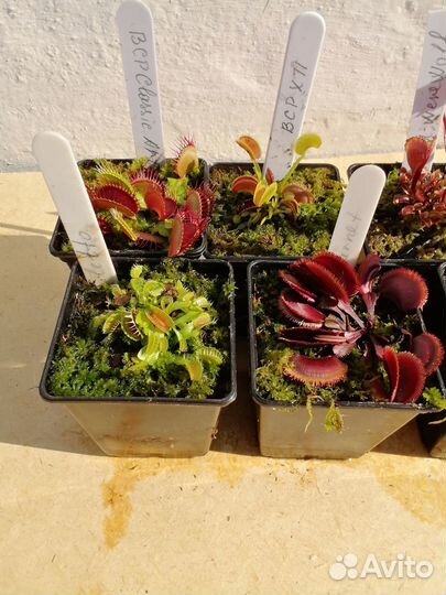 Венерины мухоловки сортовые