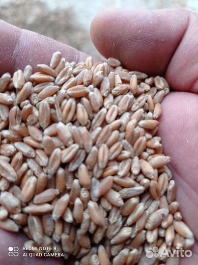 Пшеницу