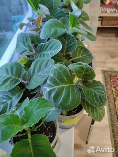 Комнатные растения цветы