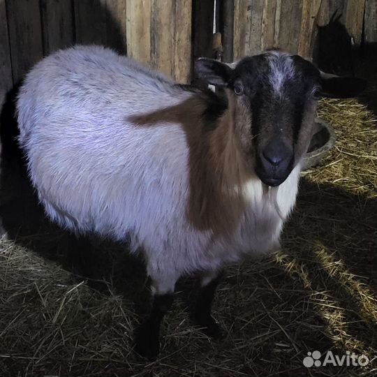 Коза котная