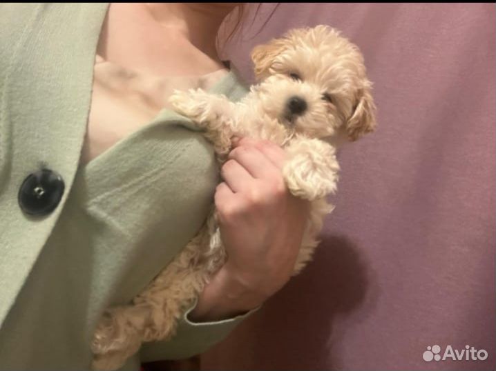 Мальтипу ф1 в Москве микро-мини