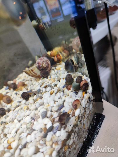 Улитки ампулярии