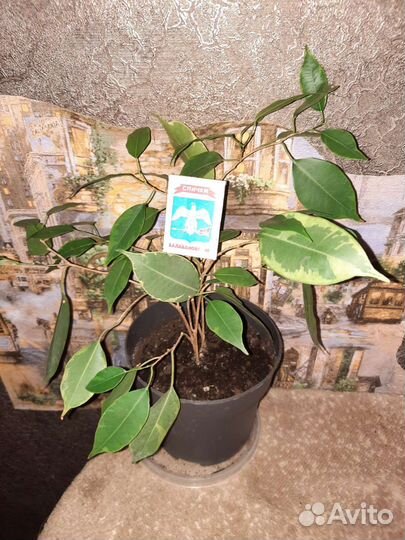 Филодендрон 