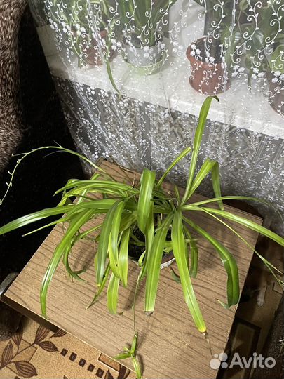 Хлорофитум