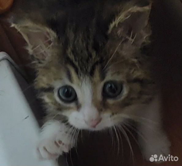 Котенок девочка ищет новый дом