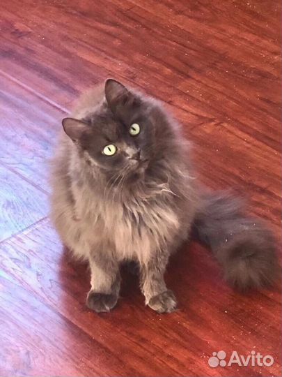 Кошка в дар