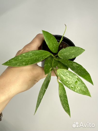 Хойя грацилис изящная