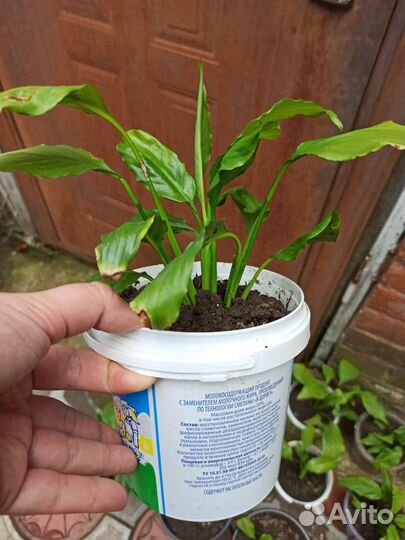 Цветок спатифиллум (женское счастье)