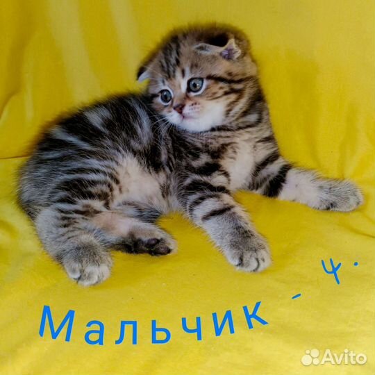 Шотландские котята