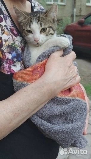 Котенка подкинули в подъезд. Нужен дом