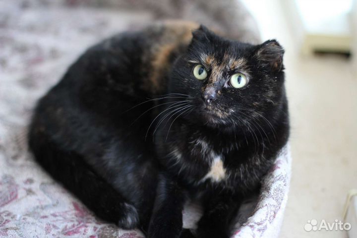 Кошка