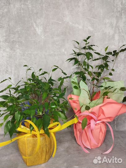Фикусы на подарок