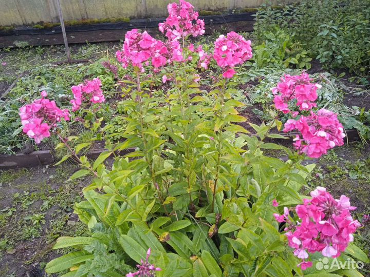 Флоксы, разные