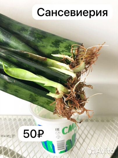 Комнатные растения