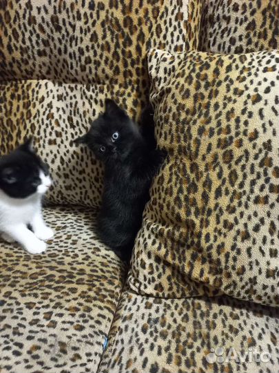 2 котёнка (М и Ж)