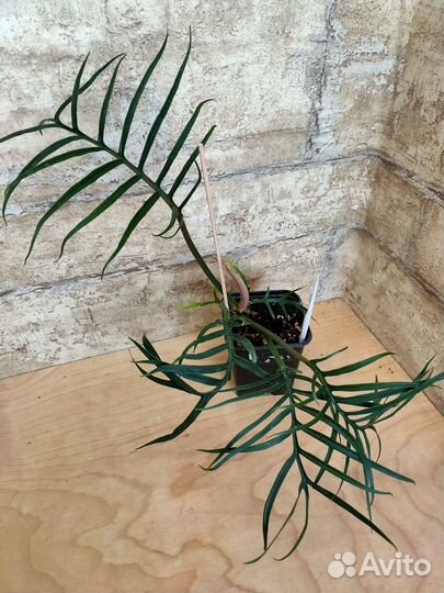 Филодендроны