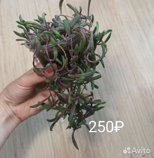 Редкие суккуленты