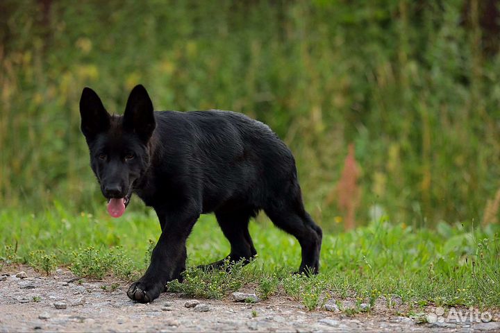 Черная немецкая овчарка