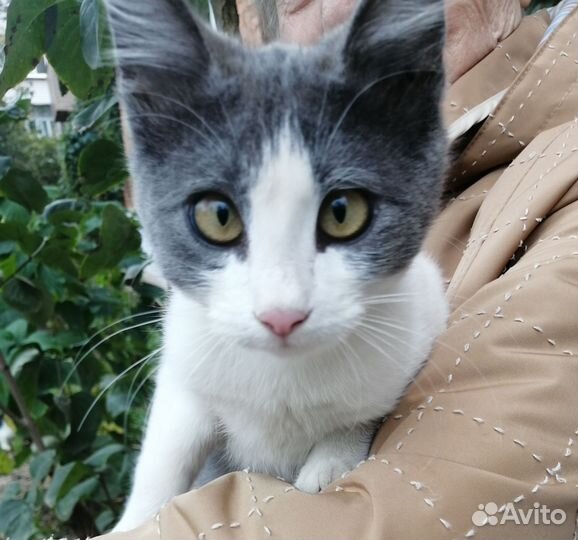 Котёйка ищет дом