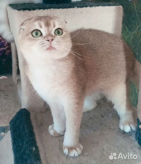 Шотландские вислоухие котята