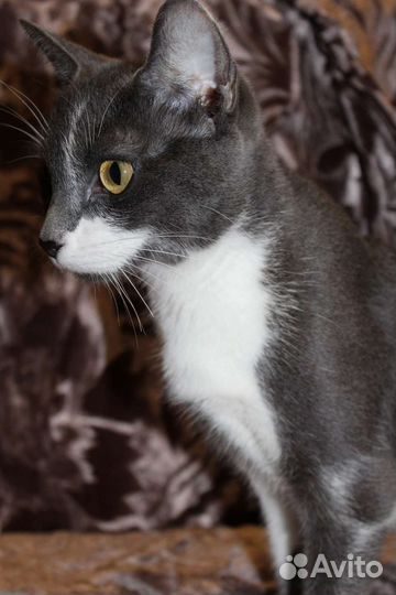 Самая нежная кошечка в мире