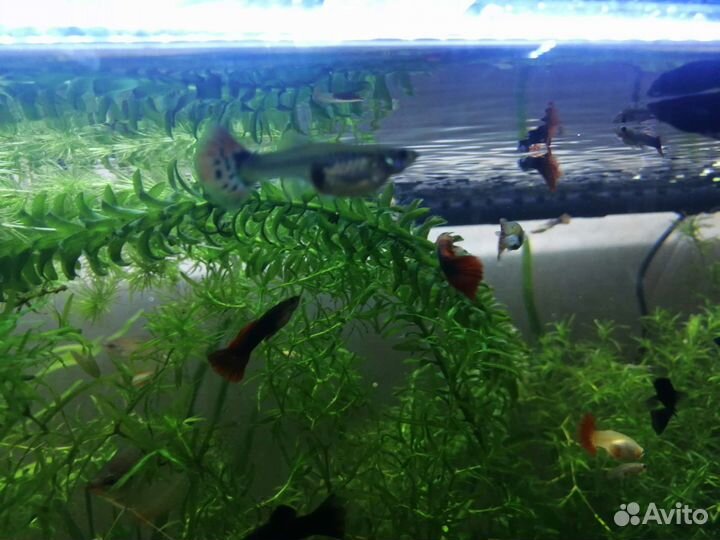 Аквариумные рыбки