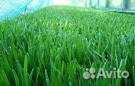 Витграсс премиум класс — Живой продукт