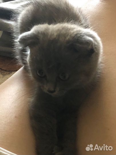 Шотландская вислоухая котёнок
