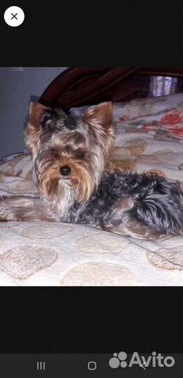 Йоркширский терьер мини беби фейс вязка