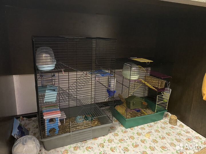 3 хомяка, 2 клетки