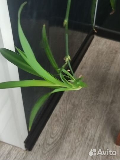 Комнатные цветы хлорофитум