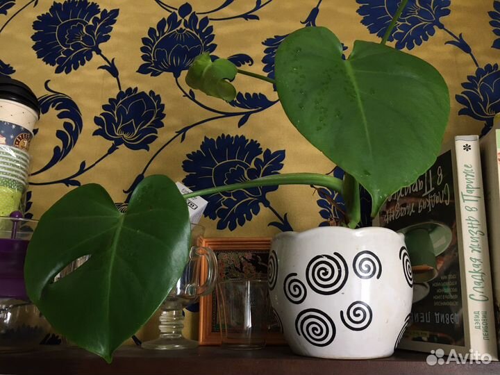 Филодендрон регуляр грин