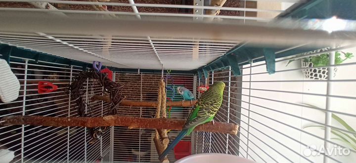 Волнистые попугаи с клеткой