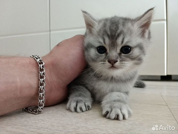 Британские котята