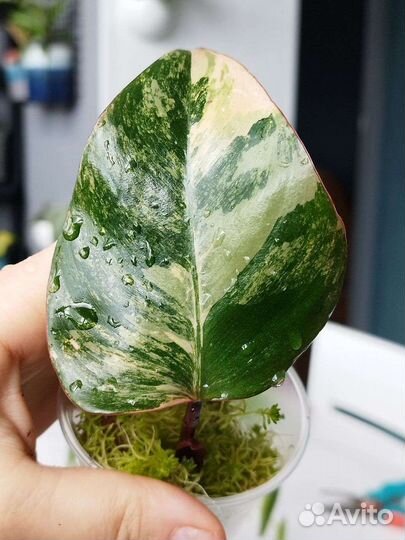 Филодендроны