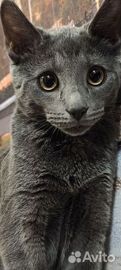 Отдам в добрые руки