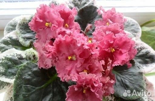 Фиалка Ness' Orange Pekoe, листы