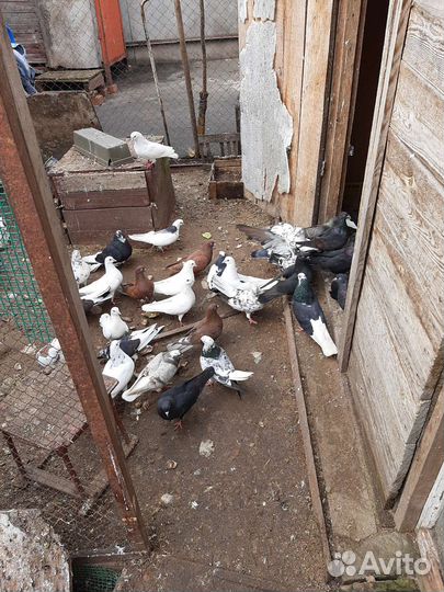 Голуби лётные