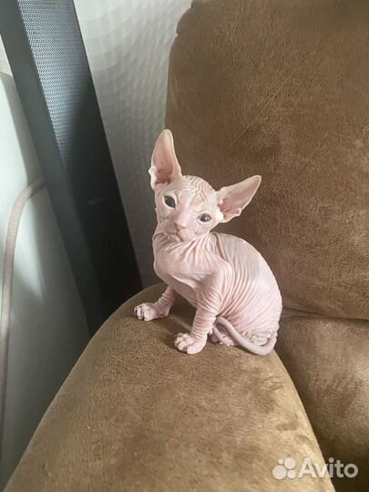Донской сфинкс котенок