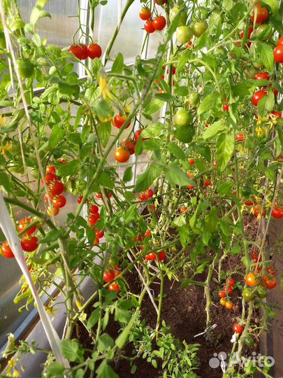 Помидорки разного размера из теплицы