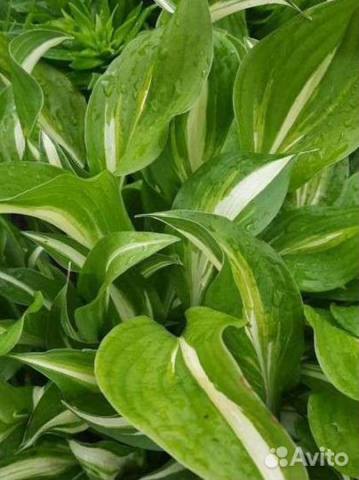 Хосты и папоротник