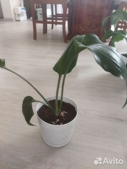 Эухарис амазонская лилия