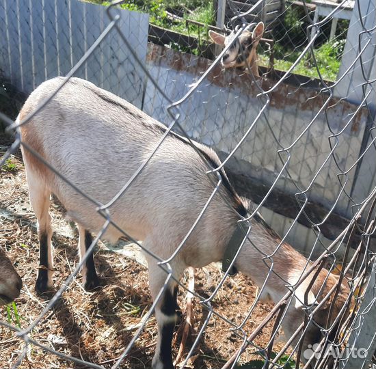 Альпийские козочки